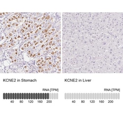 MiRP1 Antibody, Novus Biologicals:Antibodies:Primary Antibodies